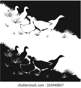 Geese. Vector illustration. Black and white. Silhouette.