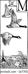 Geese are waterfowl of the family Anatidae, have developed complex songs. The picture depicts, a flock of geese flying over a town, vintage line drawing or engraving illustration.