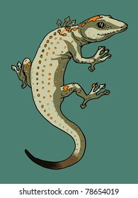 geko