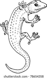 geko