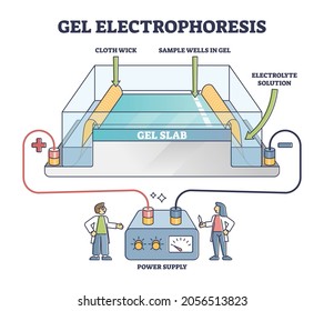 Gel electrophoresis method for separating mixtures, illustrated diagram. Process of separating DNA, RNA or proteins according to molecular size. Power supply, gel slab and electrolyte solution scheme.