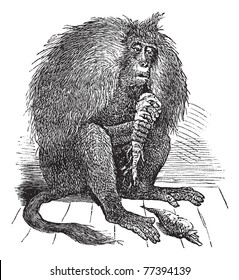 Gelada or Theropithecus gelada or Gelada baboon, vintage engraving. Old engraved illustration of Gelada, eating carrots. Trousset Encyclopedia
