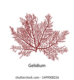 Gelidium or Chaetangium - a genus of thalloid red algae, often used to make agar. Hand drawn vector illustration