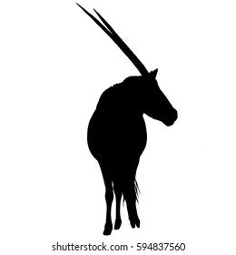 Gemsbok - Silhouette - digitally hand drawn Vector Illustration