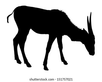 Gemsbok vector portrait standing silhouette isolated on white background.
