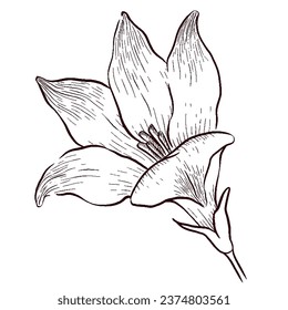 Gemstones and flowers outline vector illustrations set