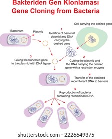 Gene Cloning from Bacteria, Education