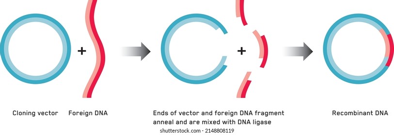 Gene cloning. Plasmids and Recombinant DNA.
