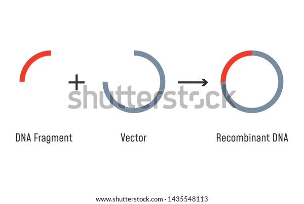 Gene cloning. Plasmids and Recombinant DNA. Molecular Biology.