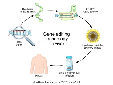 Tecnología de edición de genes in vivo. Sistema CRISPR y Cas9 para el Tratamiento de Trastornos Sanguíneos, Enfermedades Autoinmunes, Infecciosas y Metabólicas. Ilustración vectorial. Diagrama médico