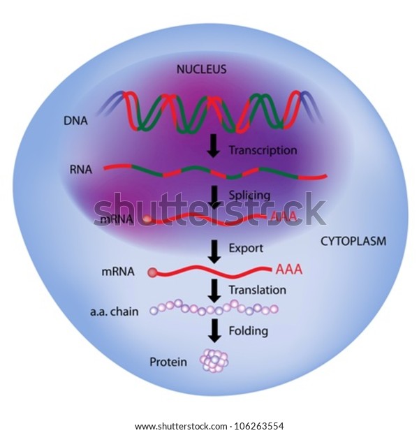 Gene Expression Central Dogma Molecular Biology Stock Vector (Royalty ...
