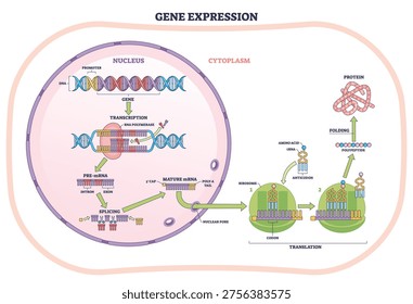 Gene expression process shows DNA, mRNA, and ribosome building a protein across nucleus to cytoplasm, transcription to translation flow. Outline diagram