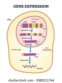 Gene Expression Stages With Transcription, RNA Splicing And Export To Translation Outline Diagram. Labeled Educational Cellular Genetic Process With Nucleus DNA Exon And Intron Vector Illustration.