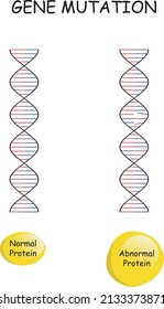 Gene Mutation , Normal Vs Abnormal Protein Structure , Medical Diagram