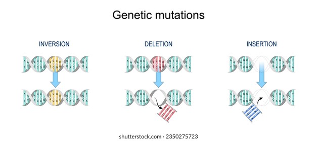 Gene mutation. Types of mutation: Insertion, Inversion, Deletion. Error during DNA replication. Normal DNA and helix with Mutated gene.  Biological manipulation. Vector diagram