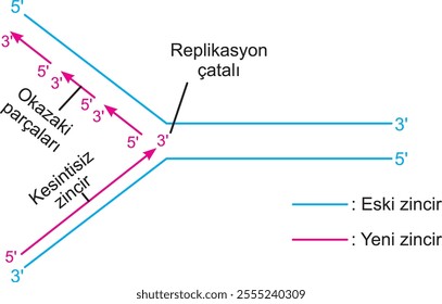 gene to protein, dna, rna, dna replication