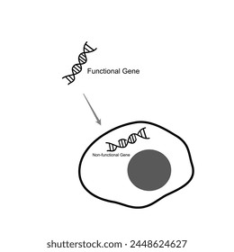 The Gene therapy technique that replacing or  instead the broken or missing gene (Non-functional gene) with Functional gene for correcting ,treat or prevent the genetic ploblem or disease.