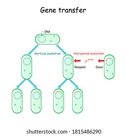 Gene transfer for example bacteria. Donor and Recipient cell-to-cell contact. Horizontal and Vertical evolution. Microbial Genetics and antibiotic resistance.