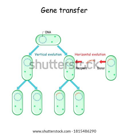 Gene transfer for example bacteria. Donor and Recipient cell-to-cell contact. Horizontal and Vertical evolution. Microbial Genetics and antibiotic resistance. Stock photo © 