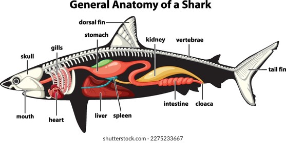 General Anatomy of a Shark Diagram illustration