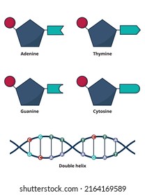 General Concept Of DNA Structure. DNA Nucleotids As Bases: Adenine, Cytosine, Guanine And Thymine. 