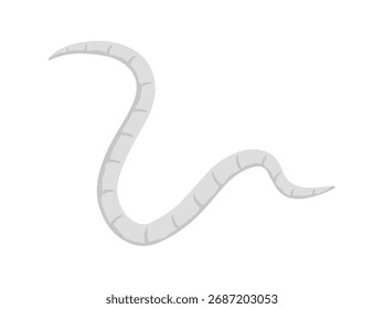Descripción general de la ilustración de oxiuros