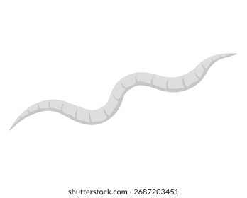 Descripción general de la ilustración de oxiuros