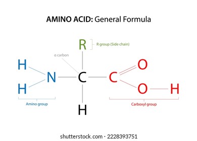 The general formula for an amino acid.