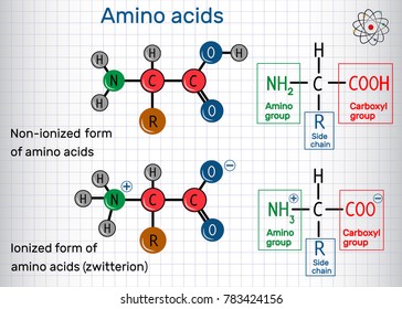 General formula of amino acids, ionized and non-ionized (zwitterion) forms. Structural chemical formula and molecule model. Sheet of paper in a cage. Vector illustration