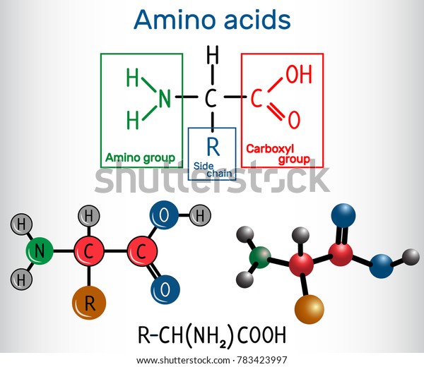 一般的なアミノ酸の式で 蛋白や筋繊維を構成する単体 構造化学式と分子モデル ベクターイラスト のベクター画像素材 ロイヤリティフリー 783423997