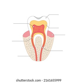 Allgemeine Anatomie der menschlichen Zähne. Vektorgrafik-Infografik.