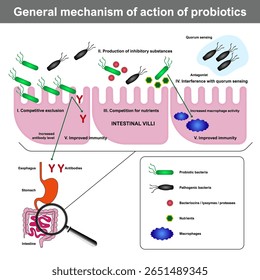 Mecanismo geral de ação probiótica, incluindo exclusão competitiva, inibição de patógenos, competição de nutrientes, interferência de quorum sensing e aumento da imunidade.