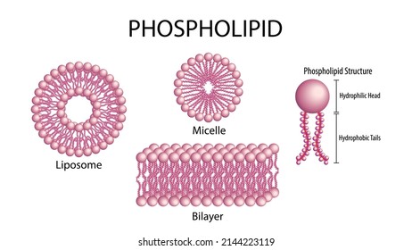 General Phospholipid Structure Of Membrane Cells