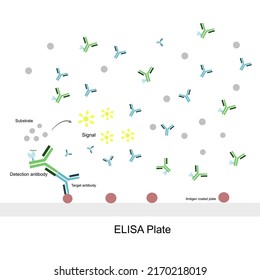 Der allgemeine Grundsatz des indirekten ELISA zum Nachweis des Antikörpers