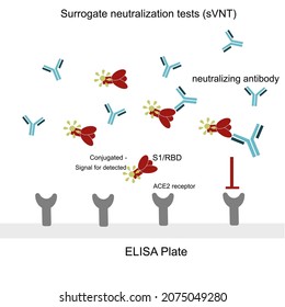 Principio general de la prueba de neutralización del virus de la superpoblación (ELISA competitiva) para la detección de anticuerpos neutralizantes 