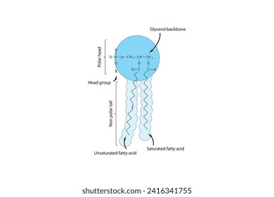 General schematic structure of phospholipid - polar head group, non polar tail, fatty acids and glycerol molecular diagram. Scientific vector illustration.