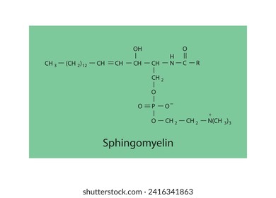 General schematic structure of phospholipid - polar head group, non polar tail, fatty acids and glycerol molecular diagram. Scientific vector illustration.