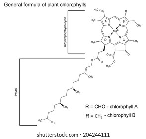 General structural chemical formula of plant chlorophyll molecules, 2d illustration, isolated on white background, vector, eps 8