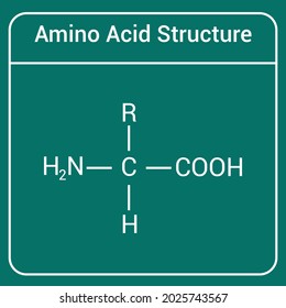 General Structure Amino Acid Stock Vector (Royalty Free) 2025743567 ...