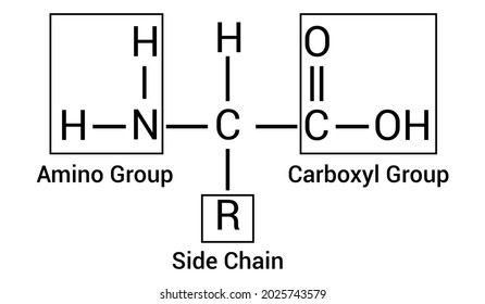 General Structure Amino Acid Stock Vector (Royalty Free) 2025743579 ...