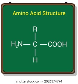 the general structure of an amino acid