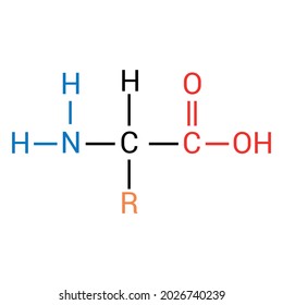 General Structure Amino Acid Stock Vector (Royalty Free) 2026740239 ...