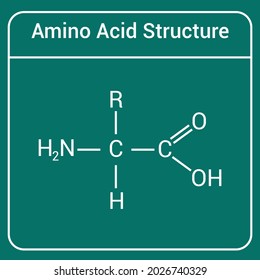 General Structure Amino Acid Stock Vector (Royalty Free) 2026740329 ...