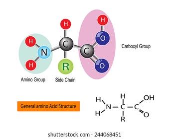 4,096 Essential amino acids Images, Stock Photos & Vectors | Shutterstock