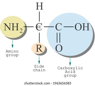 5 Long chain carboxylic acid Images, Stock Photos & Vectors | Shutterstock