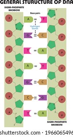 General structure of DNA and carbon numbers