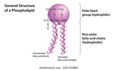 General Structure of a Phospholipid - Structural Formula - Vector Medical Illustration