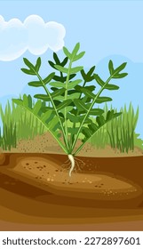 General view of Arugula (Rucola or Rocket salad) plant with green leaves and root system below ground level