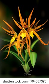 General view blooming Brassada orchid on a dark background. Vector illustration