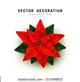 General view flat, flower red Poinsettia flor de Navidad. Symbol Christmas Holiday Flower Star Euphorbia pulcherrima.